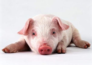 农业农村部发文要求加强生猪移动监管吗